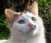 Catastrophes Cat Rescue.jpg